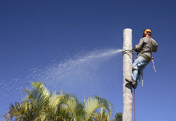 How Our Tree Care Process Works  in  Sheridan, CA